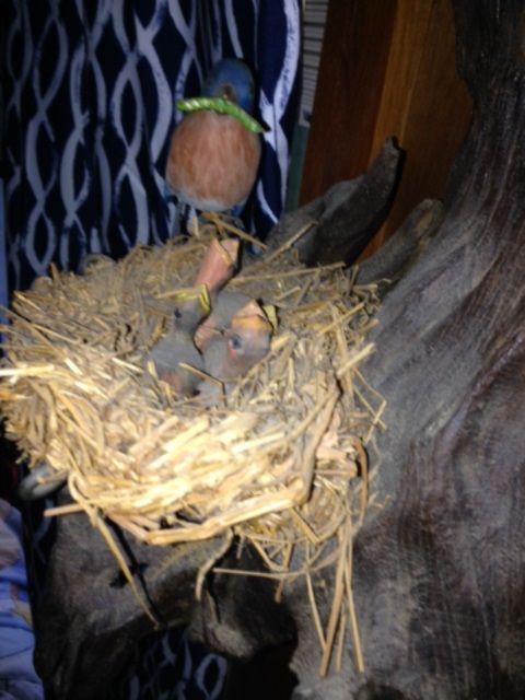 Bluebirds view into the nest