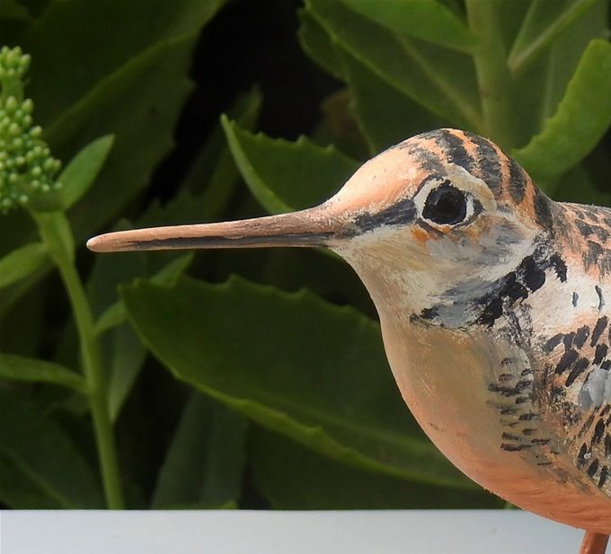 Woodcock